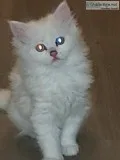 White kitten with 2 diffrent eyes colors