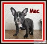 Mac Male 78 French Bulldog