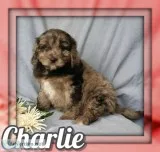 Charlie Male Cockapoo