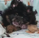 CKC Male Yorkie Pom For Sale