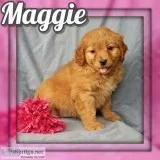 Maggie Female Cockapoo