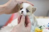 Cheap Puppies for Sale