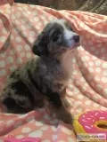 Australian Shepherd Puppy