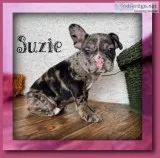 Suzie Female 78 French Bulldog