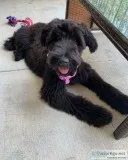 AKC Registered Giant Schnauzer