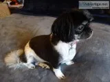 Shih Tzu Female 1 year old