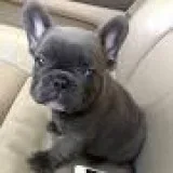 Smart Male and Female French bulldog Puppies