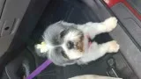 Shi-tzu