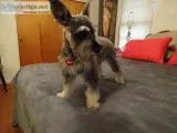 Mini Schnauzer Male 2yrs 5 mons