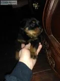 Only one pup left Very cute and playful 12 wk. Old female Rottwi