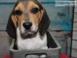 AKC Beagle Puppies