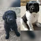 F1B CKC Labradoodle Puppies