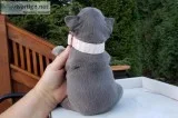 French Bulldogs