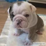 English bulldog  pups