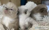 Ragdoll Kittens