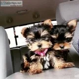 Adorable Yorkie Puppies