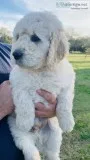 F1B Labradoodle Puppies