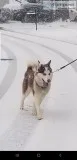 Syberian Husky