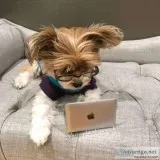 Absolutely Healthy Yorkie Puppy