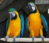Incredible blue and gold macaw parrots for sale