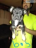 geman shepherd puppies