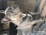 3 year old blueblonde French bulldog