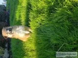 Collie puppy
