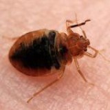 Bed Bugs Singapore  Conquer Pest