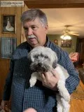 Havanese AKC puppies