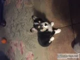 AKC Registered Pembroke Corgi