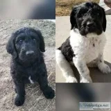 F1B CKC Labradoodle Puppies