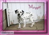 Maggie Female Dalmatian