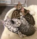 Registered bengal two kittens