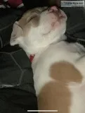 Female Pitbull Puppy Red Nose