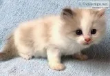 Pets/cats