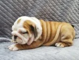 Nice English Bulldog puppies