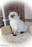 Ragdoll male is gorgeous 