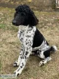 Standard Poodle