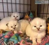 Pets