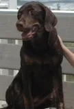 Dog Must Go