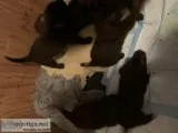 Chocolate lab pups
