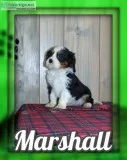 Marshall Male AKC Cavalier