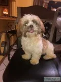 Shih tzu