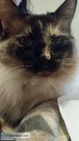 Ragdoll cat