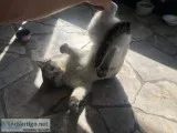 DONT SHOP - RESCUE
