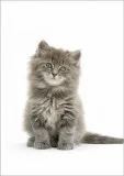 Adorable maine coon