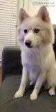 American Eskimo Dog for sale