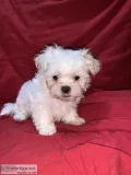 7 week old Shorkies