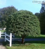Expert Pruning Gardening and Landscaping