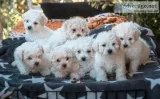 Maltipoo Pups for Sale